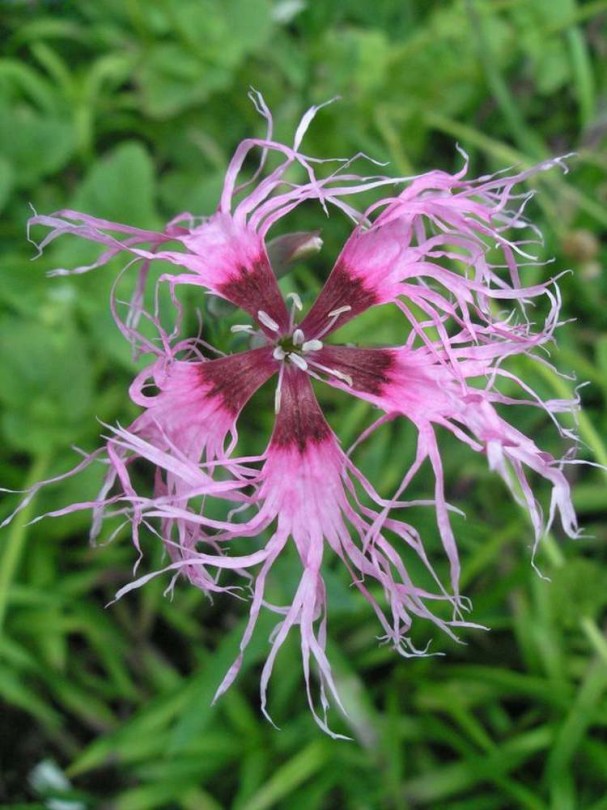 Buglyos szegfű Spooky Mix - Dianthus superbus, Dianthus superbus, ehető virág